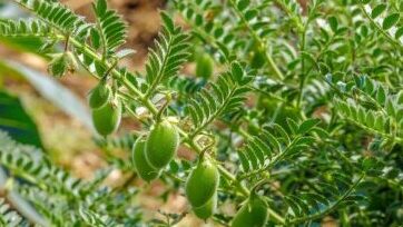 ह्या वाणांची लागवड करून घ्या हरभरा पीकामध्ये भरघोस उत्पादन ! संपूर्ण नियोजन