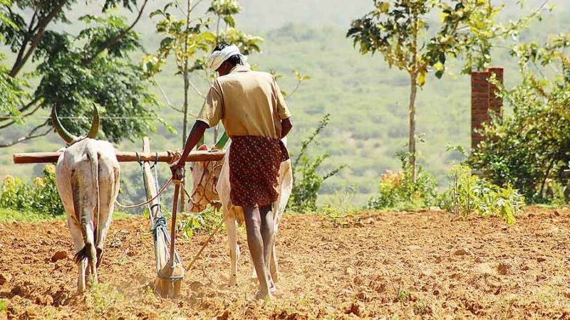 नैसर्गिक शेती म्हणजे नेमकं तरी काय ? ती शेती कशी करतात ?