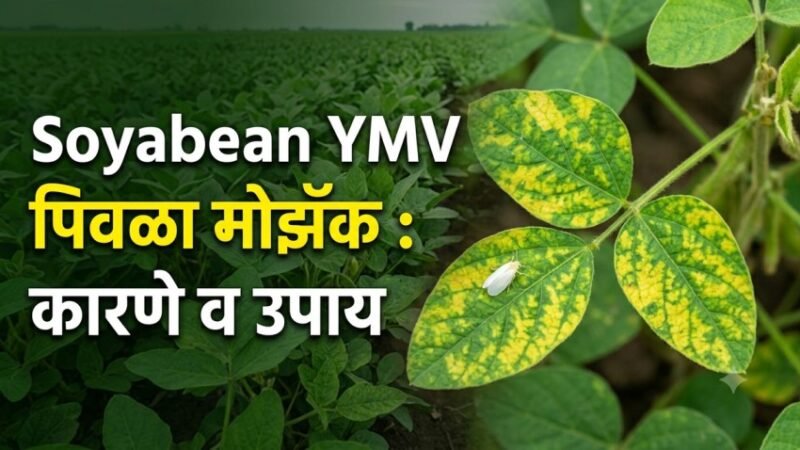 Soyabean YMV: सोयाबीनला पिवळा मोझॅक का होतो? उपाय आणि कारणे