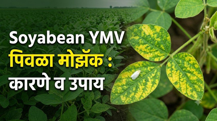 Soyabean YMV: सोयाबीनला पिवळा मोझॅक का होतो? उपाय आणि कारणे