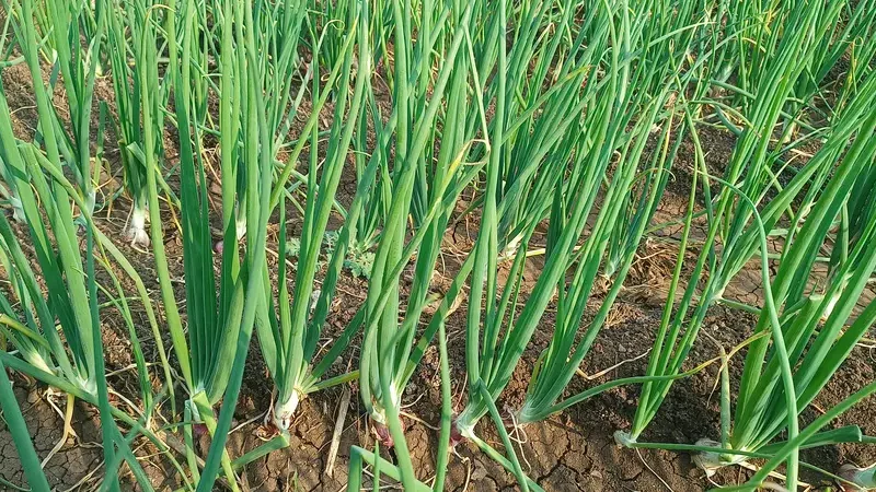 रब्बी कांदा लागवड तंत्रज्ञान आणि कांद्यामधील रोग नियंत्रण कशे करावे 