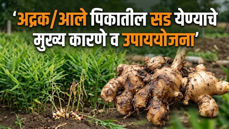 Ginger Rhizome Rot: आले/अद्रक पिकातील सड रोगाचे कारण व नियंत्रण