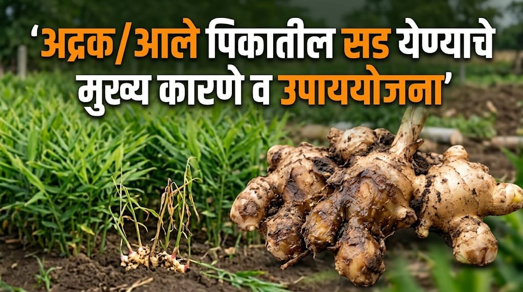 Ginger Rhizome Rot: आले/अद्रक पिकातील सड रोगाचे कारण व नियंत्रण