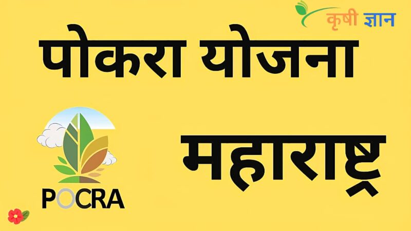 नानाजी देशमुख कृषी संजीवनी प्रकल्प (पोकरा): संपूर्ण माहिती