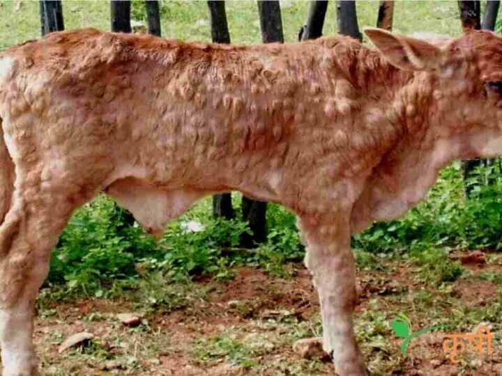 लम्पी स्किन डिसीज : गायी-म्हशींमध्ये होणारा धोकादायक आजार व त्यावरील उपाय
