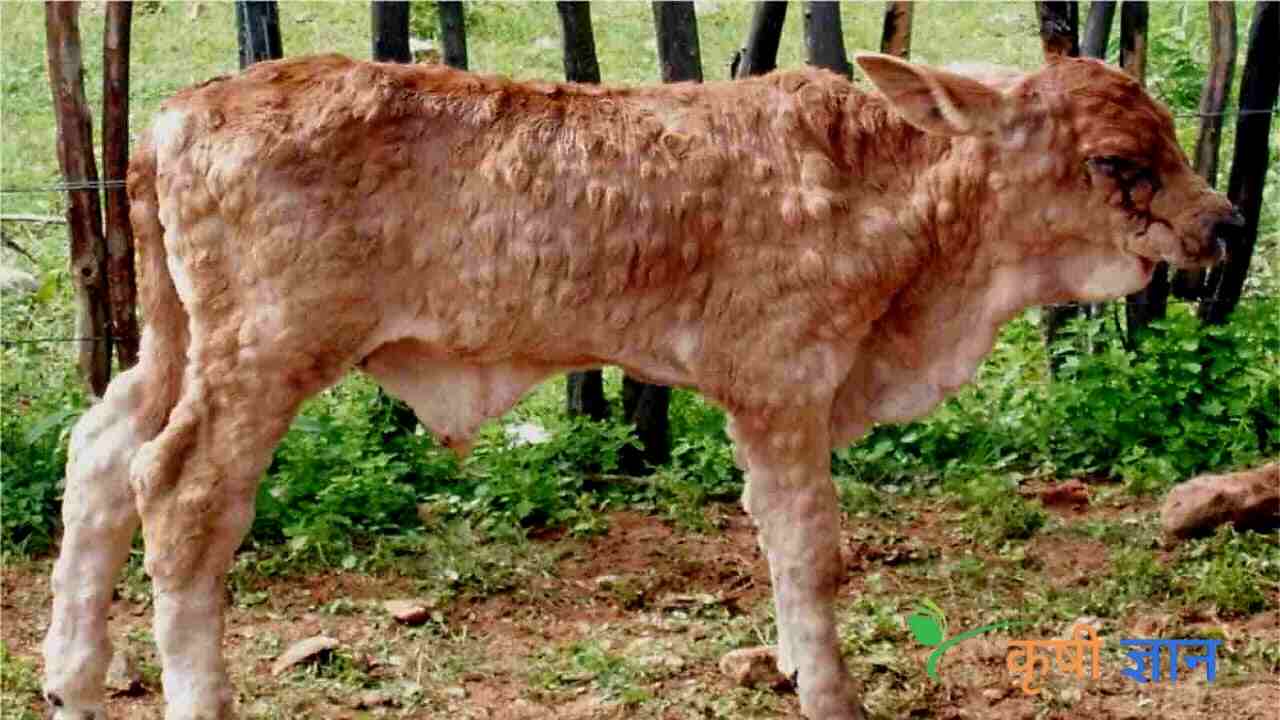 लम्पी स्किन डिसीज : गायी-म्हशींमध्ये होणारा धोकादायक आजार व त्यावरील उपाय