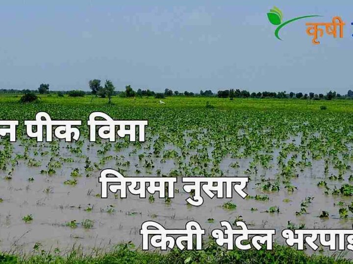 2025 च्या पिक विमा नियमांमध्ये अतिवृष्टी नुकसान भरपाईचा अंत