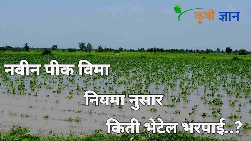 2025 च्या पिक विमा नियमांमध्ये अतिवृष्टी नुकसान भरपाईचा अंत