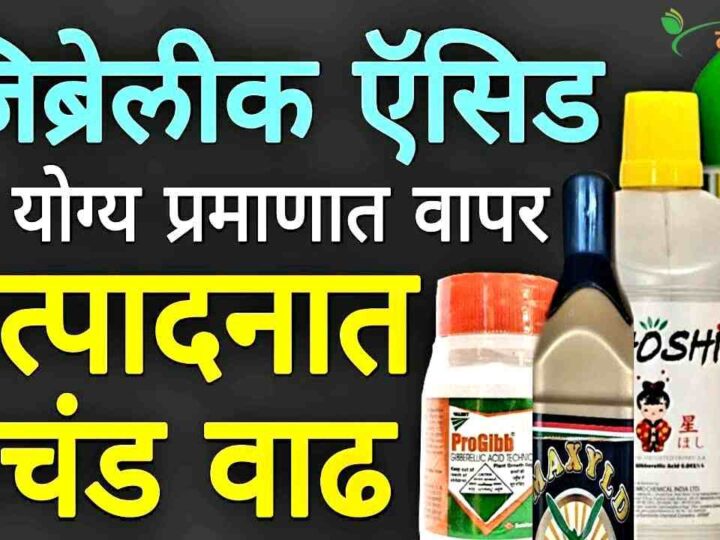 जिब्रेलिक ऍसिड (GA₃): पिकांसाठीचा 7’जादूचा फॉर्म्युला’ आणि त्याचे रहस्य