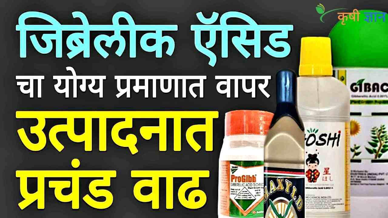 जिब्रेलिक ऍसिड (GA₃): पिकांसाठीचा 7’जादूचा फॉर्म्युला’ आणि त्याचे रहस्य