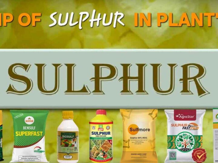 Sulphur in Agriculture: The Complete Guide for Rabi Crops