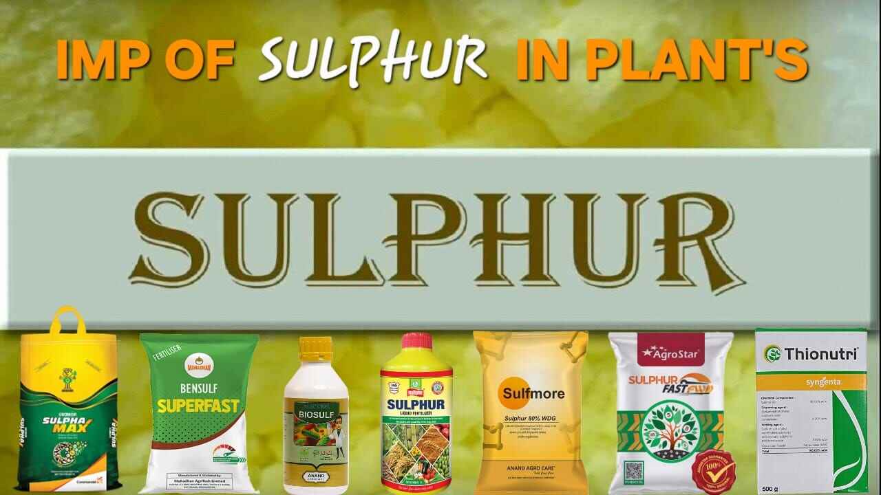 Sulphur in Agriculture: The Complete Guide for Rabi Crops