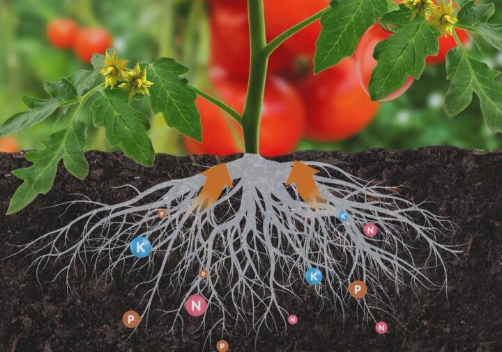 मायकोरायझा म्हणजे काय? पिकांसाठी निसर्गाने दिलेला ‘सुपरफ्रेंड’