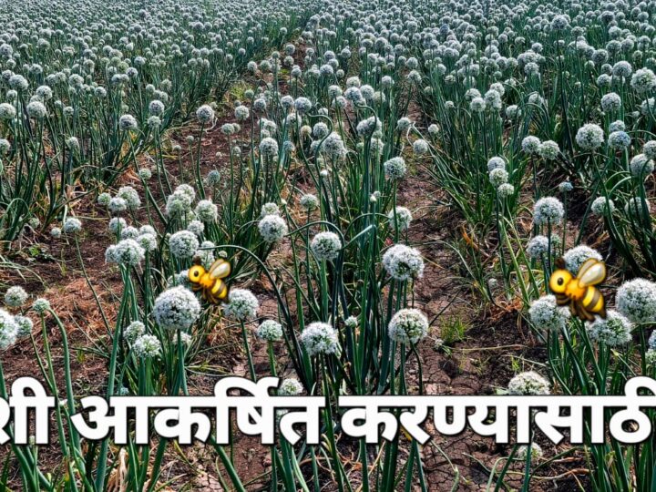 कांदा पिकात मधमाशी कमी दिसते? घाबरू नका! हे उपाय करा आणि उत्पादन वाढवा