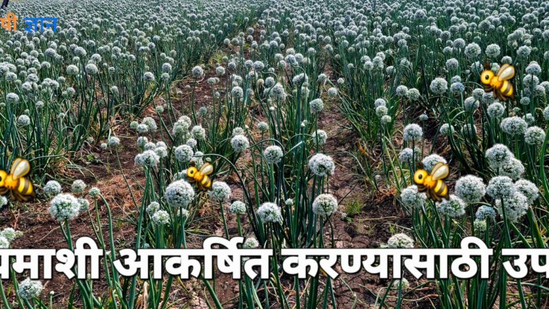 कांदा पिकात मधमाशी कमी दिसते? घाबरू नका! हे उपाय करा आणि उत्पादन वाढवा