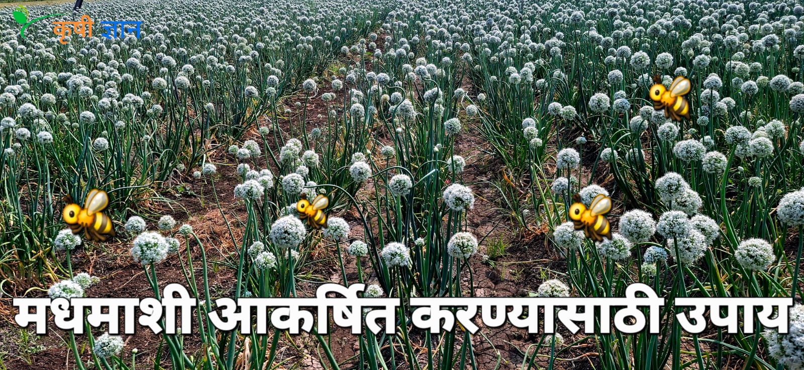 कांदा पिकात मधमाशी कमी दिसते? घाबरू नका! हे उपाय करा आणि उत्पादन वाढवा