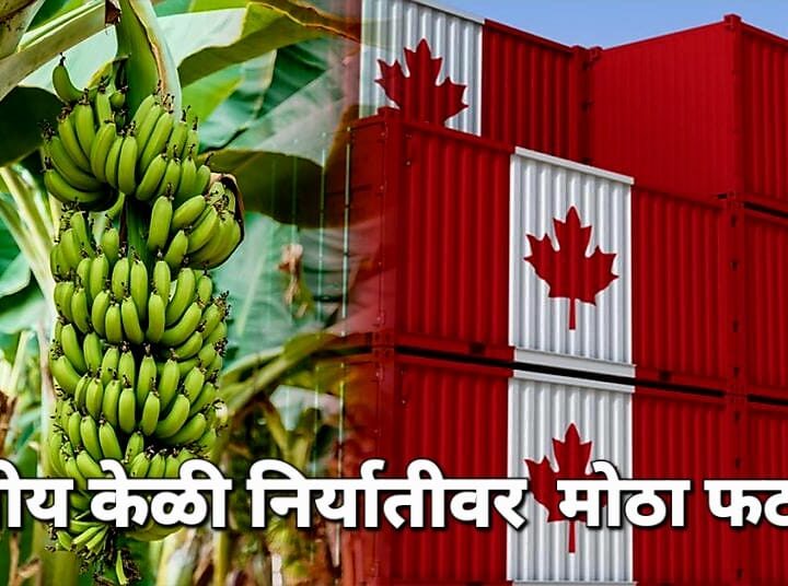 इराण-अमेरिका युद्धाचा भारतीय केळी निर्यातीवर मोठा फटका!