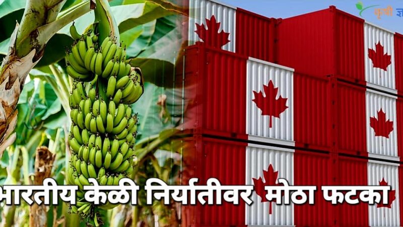 इराण-अमेरिका युद्धाचा भारतीय केळी निर्यातीवर मोठा फटका!