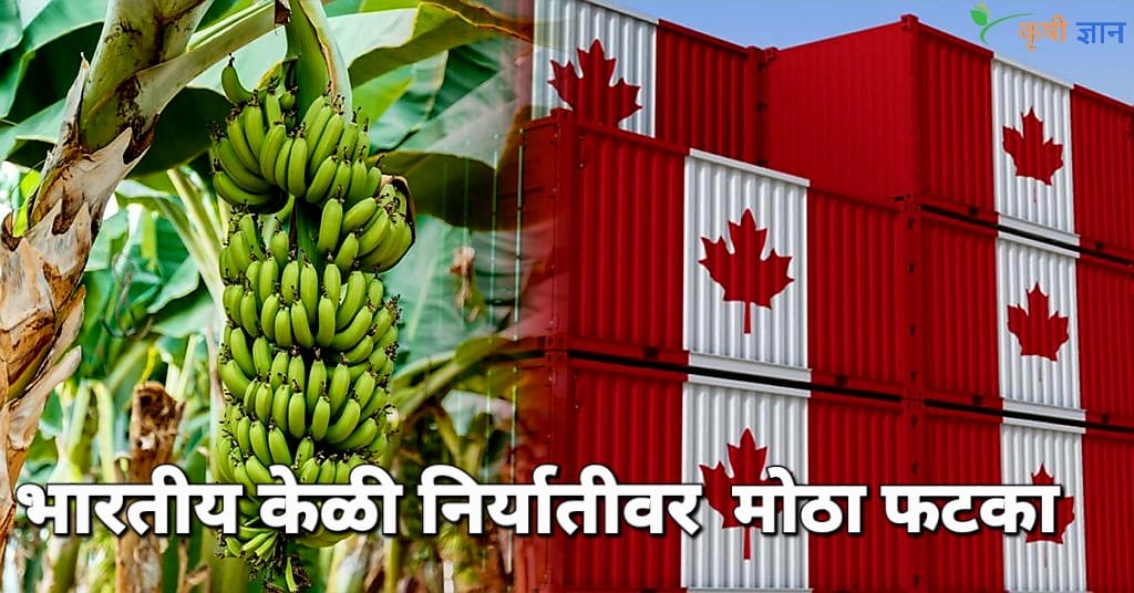 इराण-अमेरिका युद्धाचा भारतीय केळी निर्यातीवर मोठा फटका!