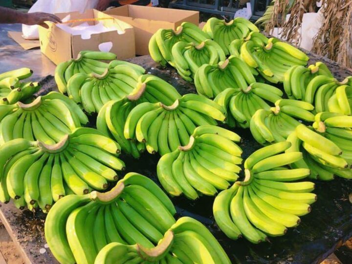 इराण-अमेरिका युद्धाचा भारतीय केळी निर्यातीवर मोठा फटका!