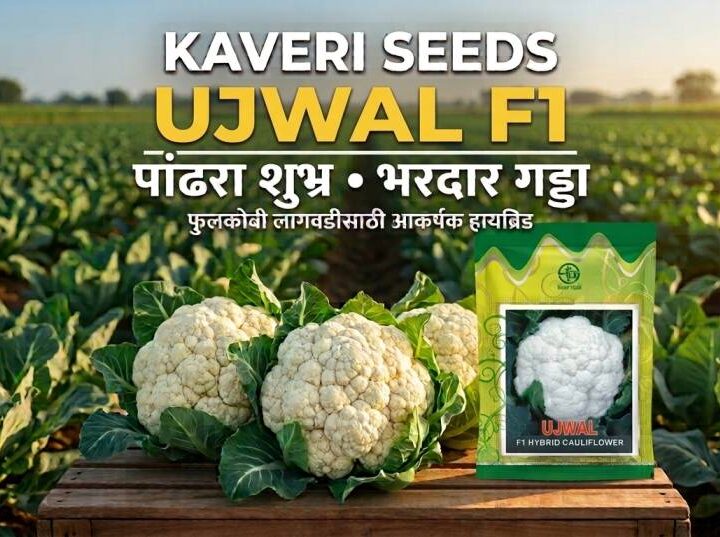 Kaveri Seeds UJWAL F1: पांढरा शुभ्र, भरदार गड्डा आणि बाजारपेठेसाठी आकर्षक गुणवत्ता!