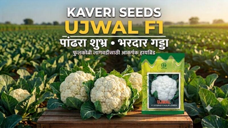 Kaveri Seeds UJWAL F1: पांढरा शुभ्र, भरदार गड्डा आणि बाजारपेठेसाठी आकर्षक गुणवत्ता!
