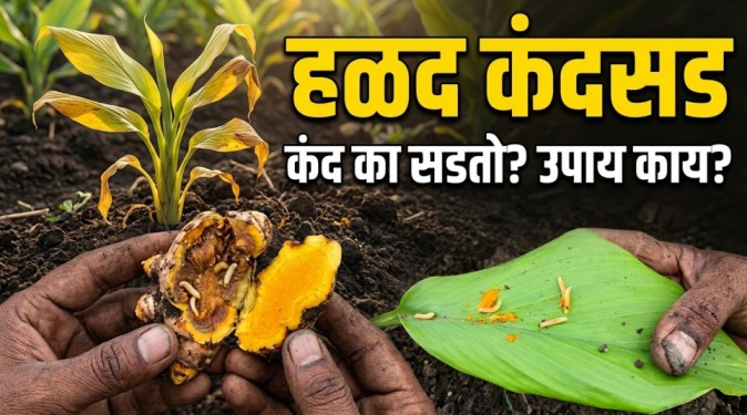 Turmeric Rhizome Rot: हळदीचे कंद सडण्याची कारणे काय? कंदसड रोगाची लक्षणे आणि उपाय