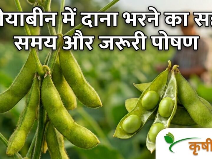 Soybean Pod Filling: सोयाबीन में दाना भरने का सही समय और जरूरी पोषण