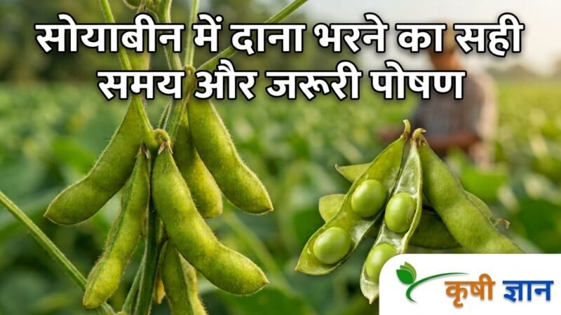 Soybean Pod Filling: सोयाबीन में दाना भरने का सही समय और जरूरी पोषण