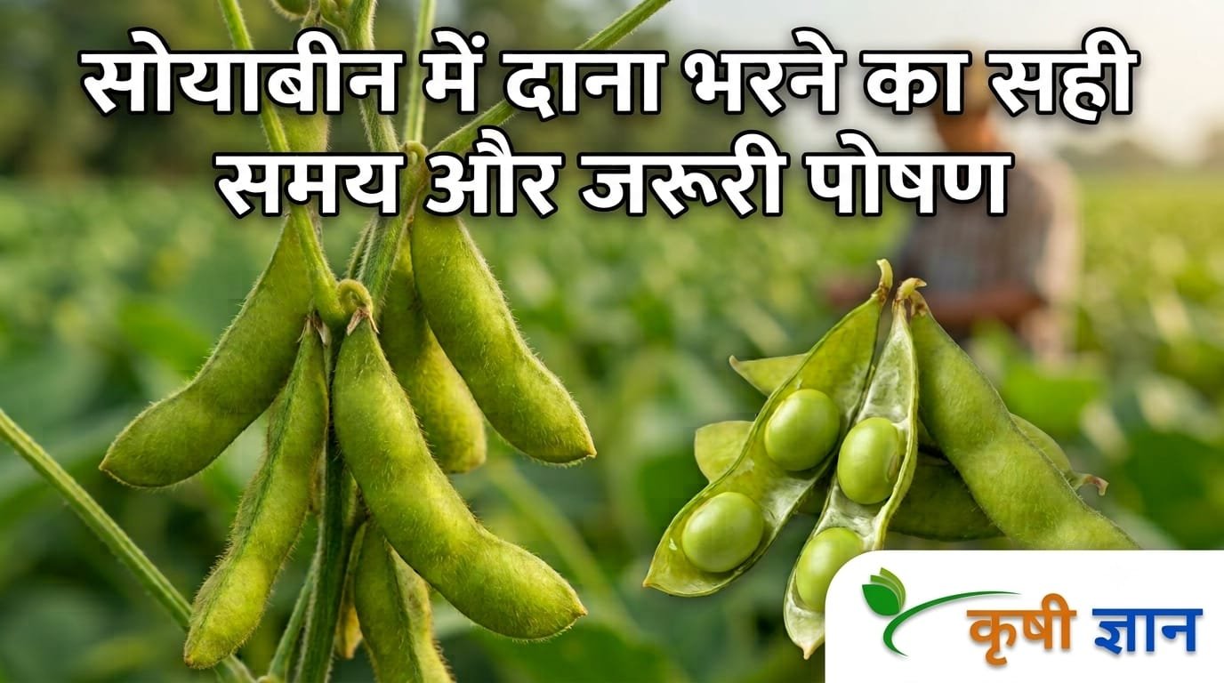 Soybean Pod Filling: सोयाबीन में दाना भरने का सही समय और जरूरी पोषण