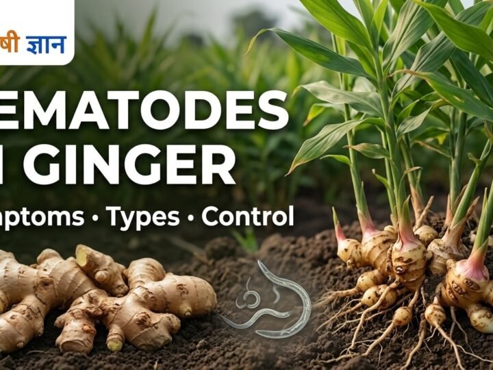 Nematodes in Ginger: Symptoms, Types & Control Guide
