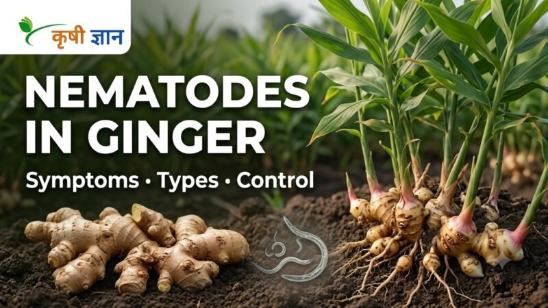 Nematodes in Ginger: Symptoms, Types & Control Guide