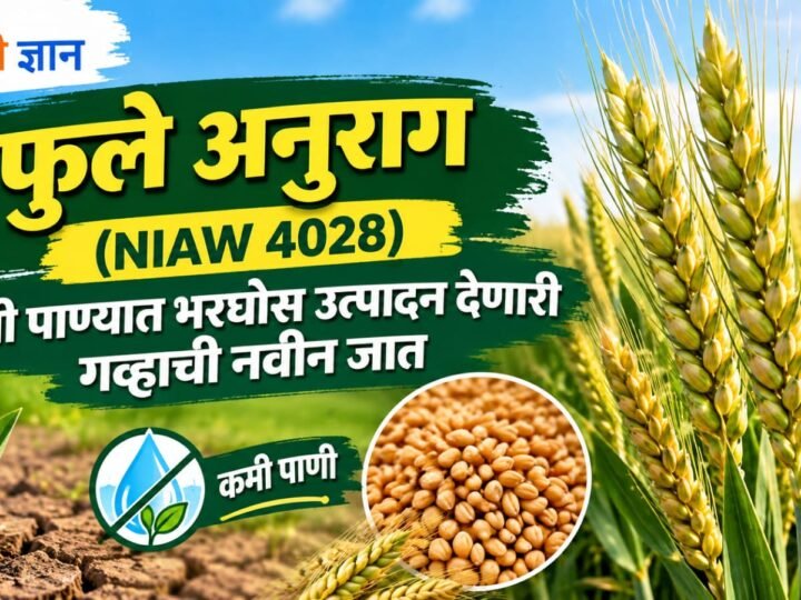 फुले अनुराग (NIAW 4028): कमी पाण्यात भरघोस उत्पादन देणारी गव्हाची नवीन जात