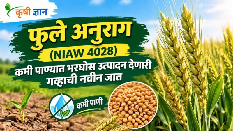 फुले अनुराग (NIAW 4028): कमी पाण्यात भरघोस उत्पादन देणारी गव्हाची नवीन जात