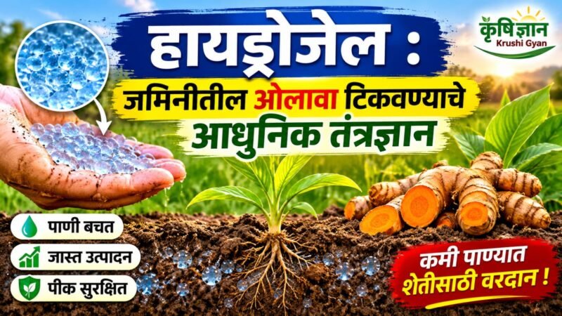 हायड्रोजेल : जमिनीतील ओलावा टिकवण्याचे आधुनिक तंत्रज्ञान